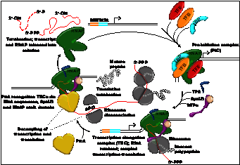 The archaeal transcription cycle