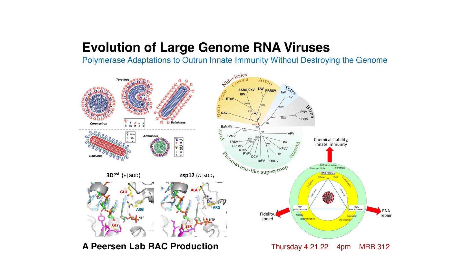 RAC – Evolution of Large Genome RNA Viruses Polymerase Adaptations to ...